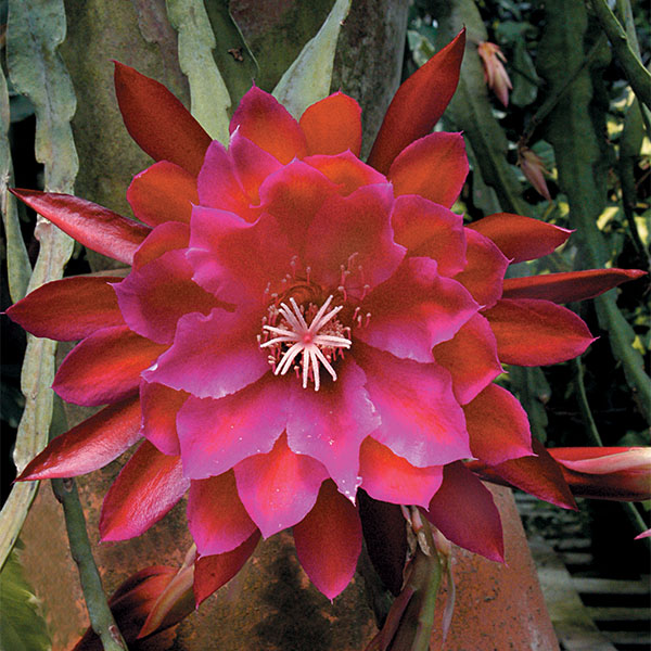 succulent epiphyllum Orchid Cactus ‘Unforgettable’ For Sale – Logee's Plants
