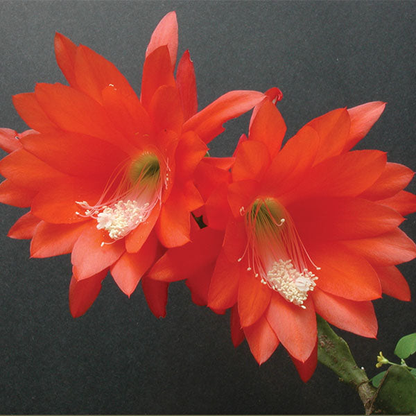 Red Orchid Cactus (Epiphyllum ackermannii)