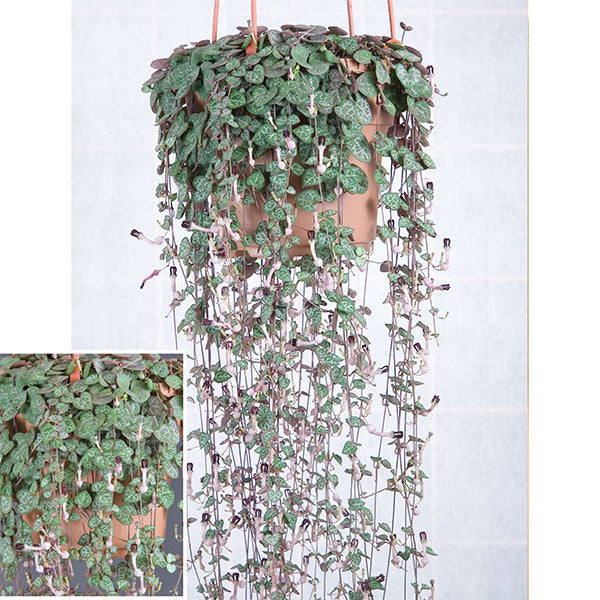 hanging string of hearts plant Rosary Vine For Sale – Logee's Plants