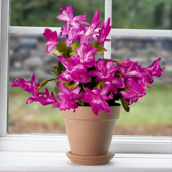 Holiday Cactus āModestoā (Schlumbergera hybrid)