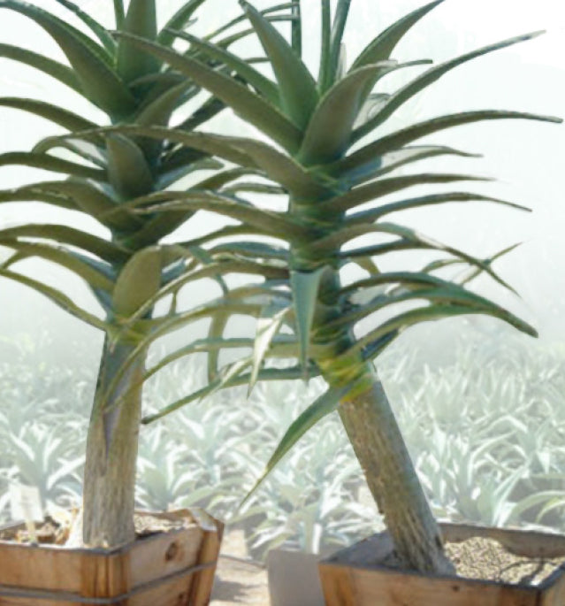 Tree Aloe ‘Hercules’ (Aloe hybrid)