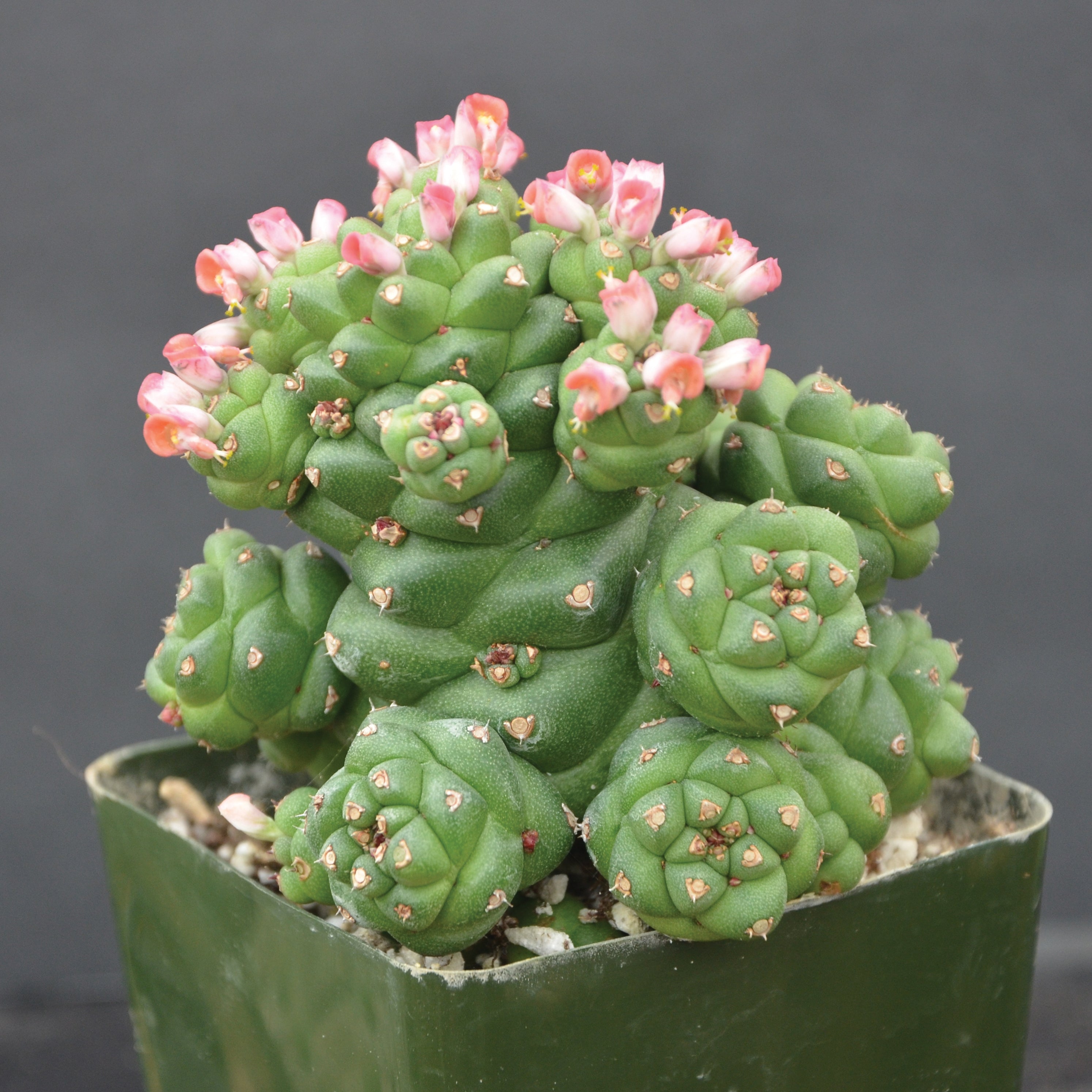 rare succulents for sale near me Monadenium ritchiei (#211) Live Succulent in 4 Inch