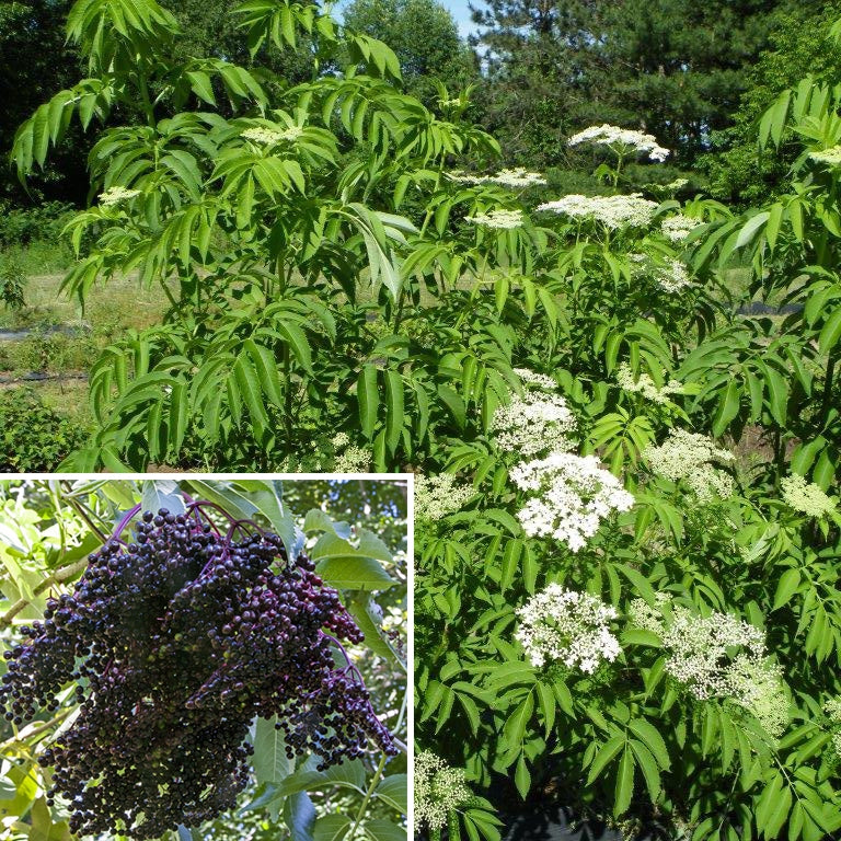 American Elderberry Plant 'Ranch' For Sale – Logee's Plants