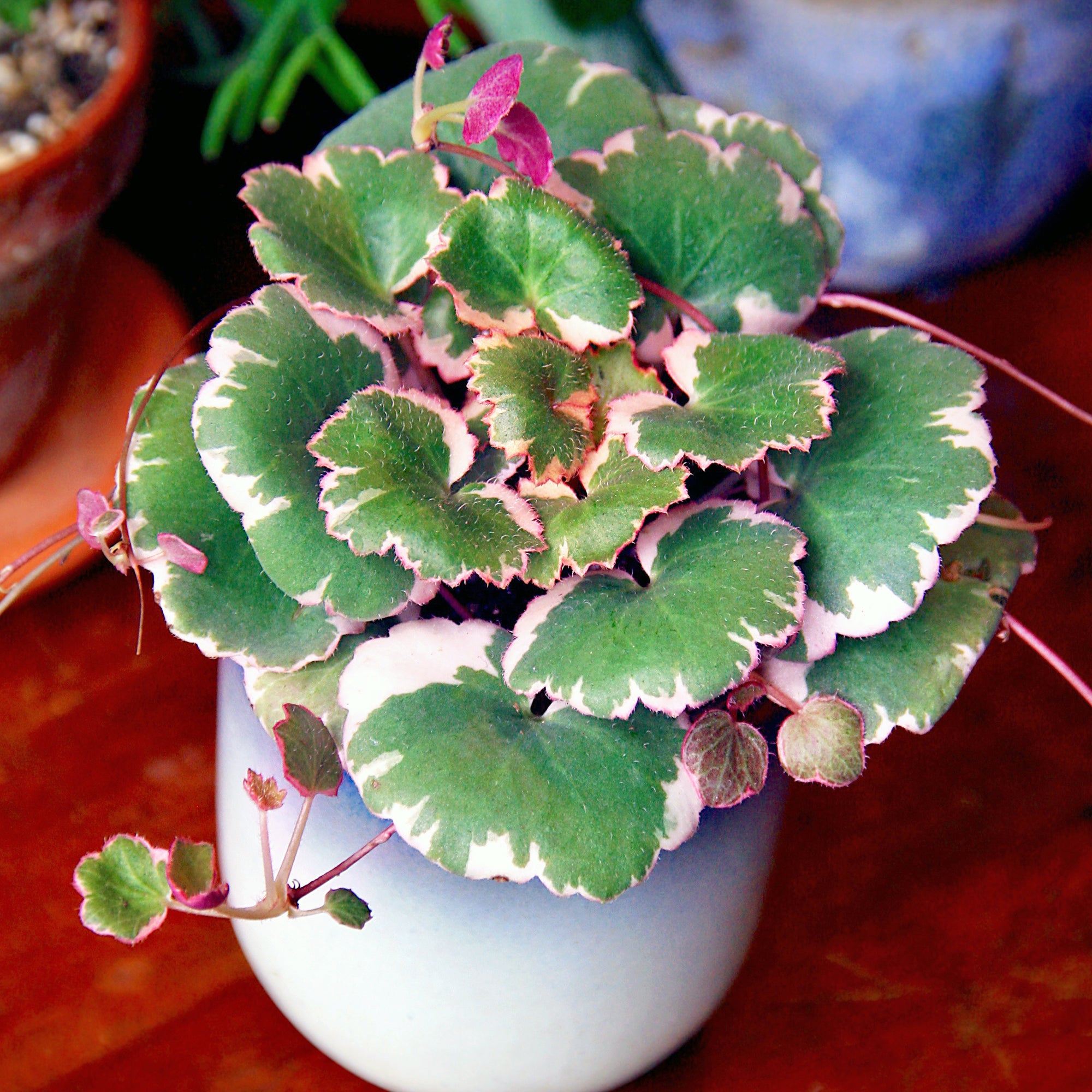 Variegated Strawberry Begonia (Saxifraga stolonifera variegata)