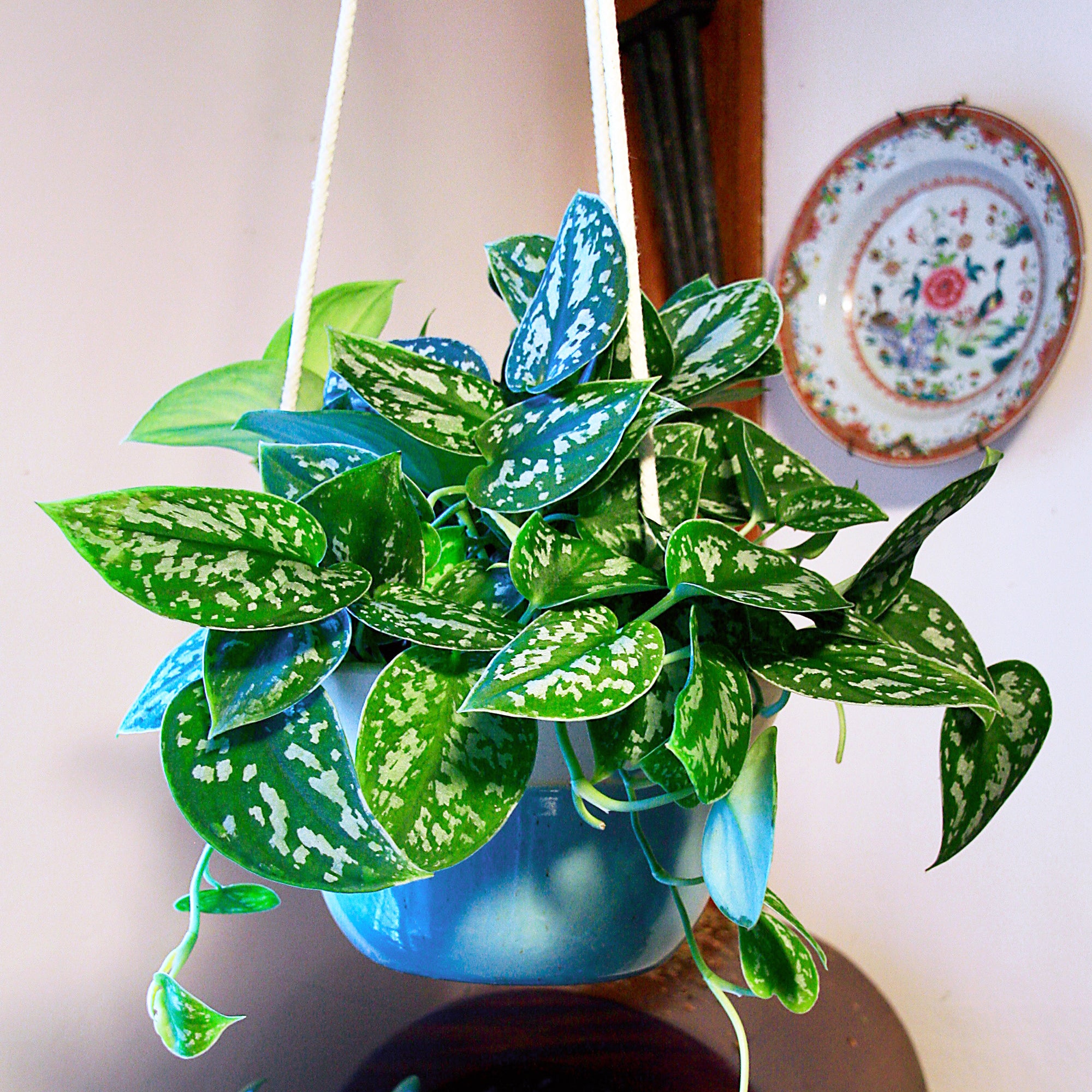 pothos plant for sale near me Scindapsus Pictus 'Argyraeus'