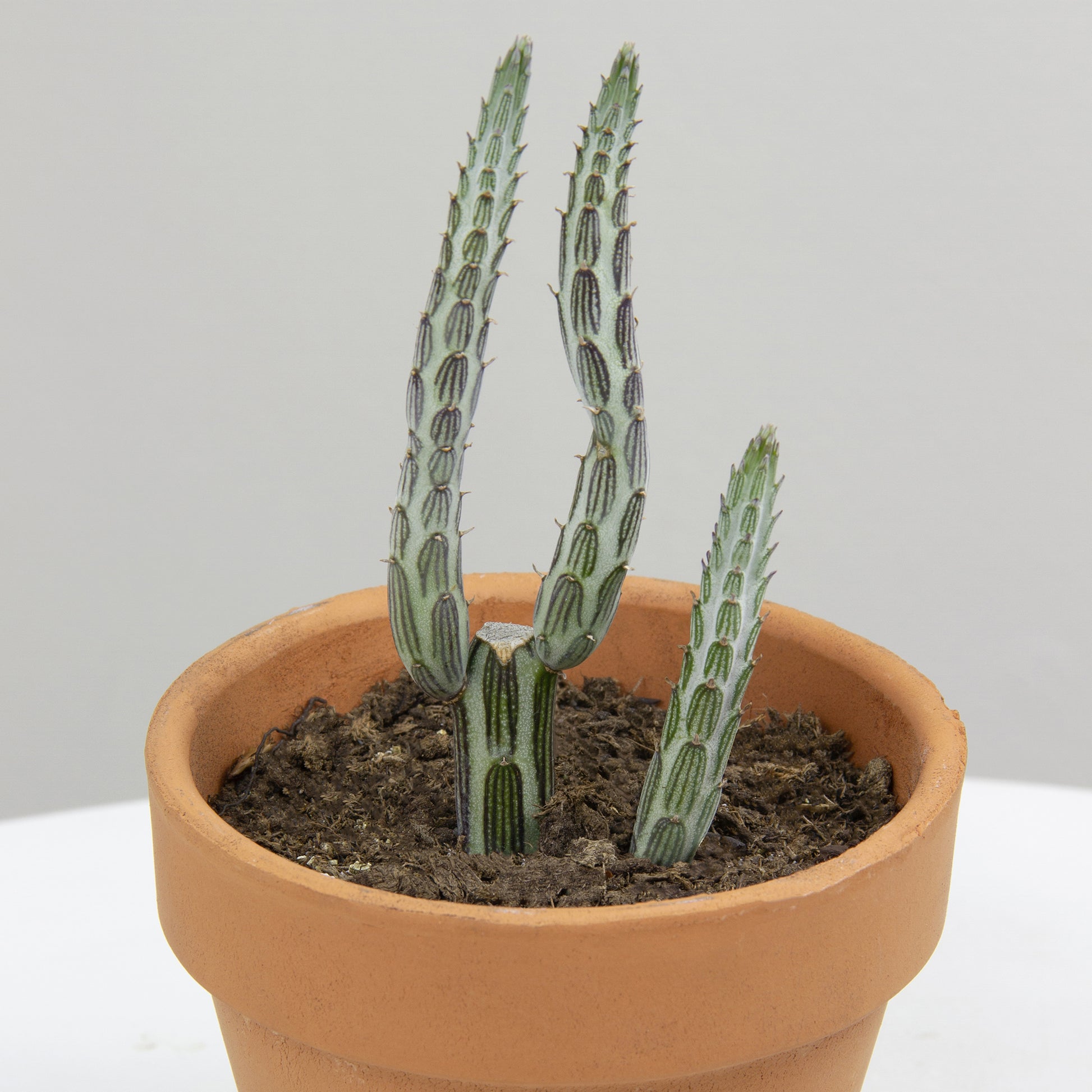 Pickle Plant Senecio (Senecio stapeliiformis)