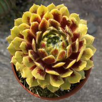 sempervivum_colorockz_lemon_flare (hardy-plants)