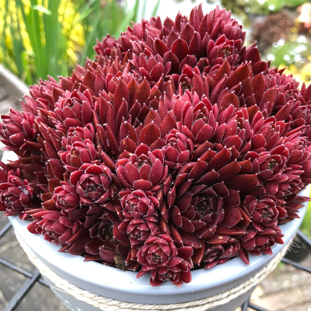 red coral succulent Hardy Hens & Chicks ‘Coral Red’ PP 2" For Sale – Logee's Plants