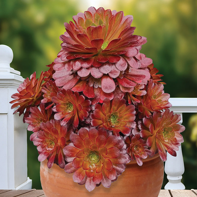 seelene succulents Semponium Surreal 'Sienna' PP For Sale – Logee's Plants