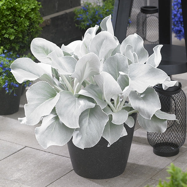 angel plant succulent Senecio ‘Angel Wings’ For Sale – Logee's Plants