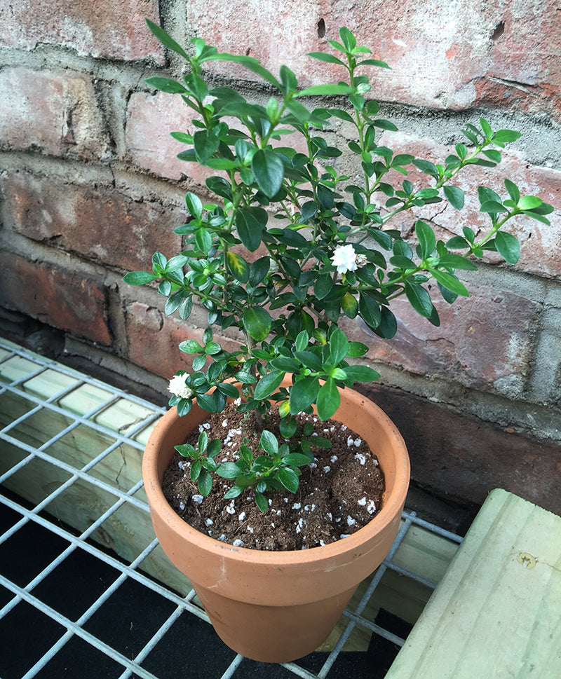 rose plant indoors Snow Rose For Sale – Logee's Plants