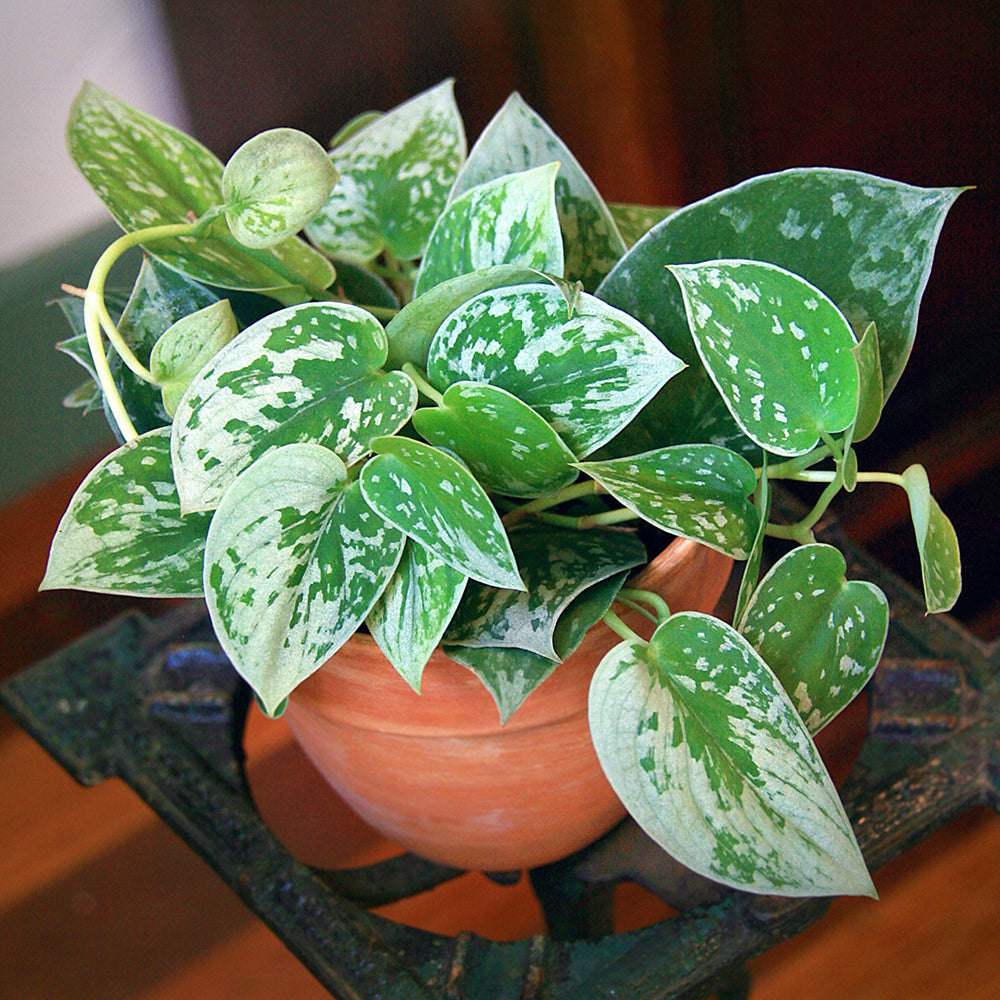 satin pothos plant Scindapsus 'Silvery Ann' 4"
