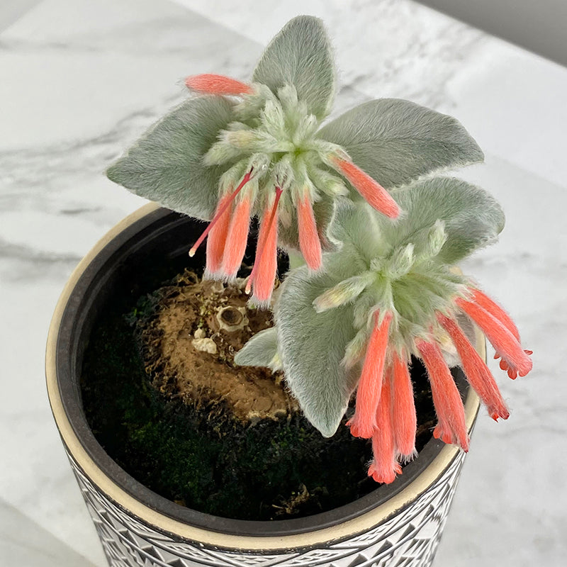 edelweiss indoor plant Brazilian Edelweiss For Sale – Logee's Plants