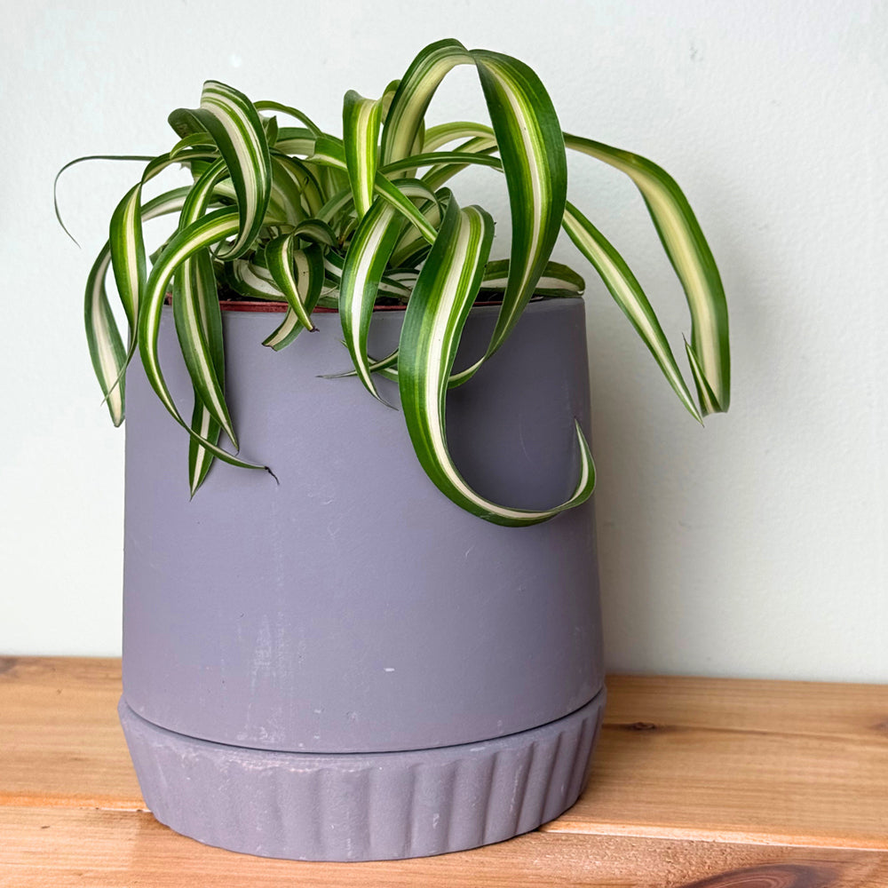 Curly Spider Plant 'Bonnie' For Sale – Logee's Plants