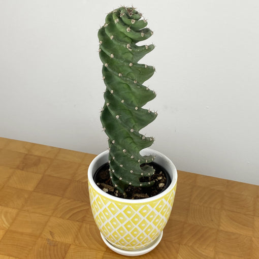 spiral indoor plant Cereus forbesii Spiralis | Spiral Cactus