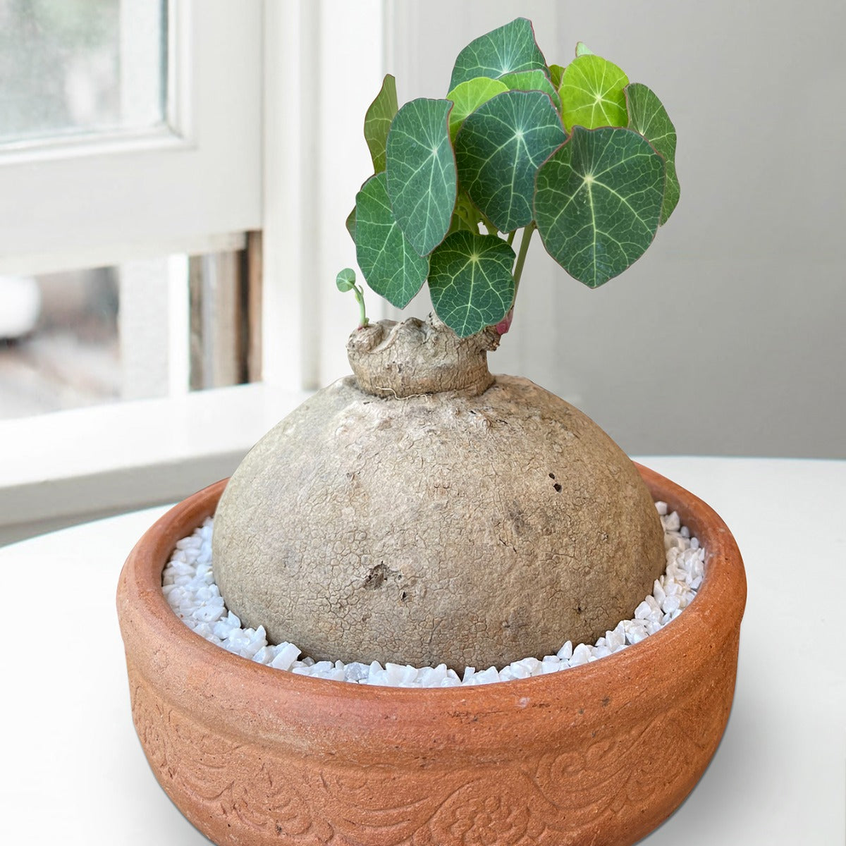 Stephania erecta (Stephania erecta)