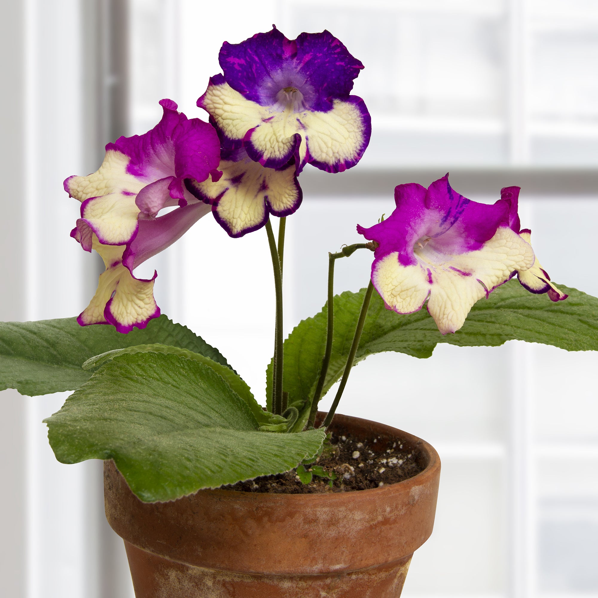 cape primrose house plant Cape Primrose ‘Joy’ For Sale