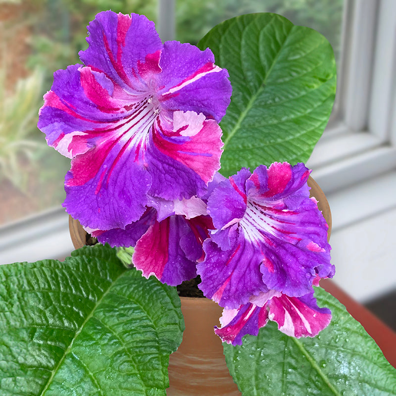 philodendron kaleidoscope Cape Primrose ‘Kaleidoscope’ For Sale – Logee's Plants