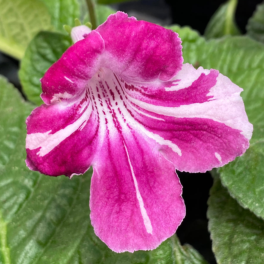 Cape Primrose āKaleidoscopeā (Streptocarpus hybrid)