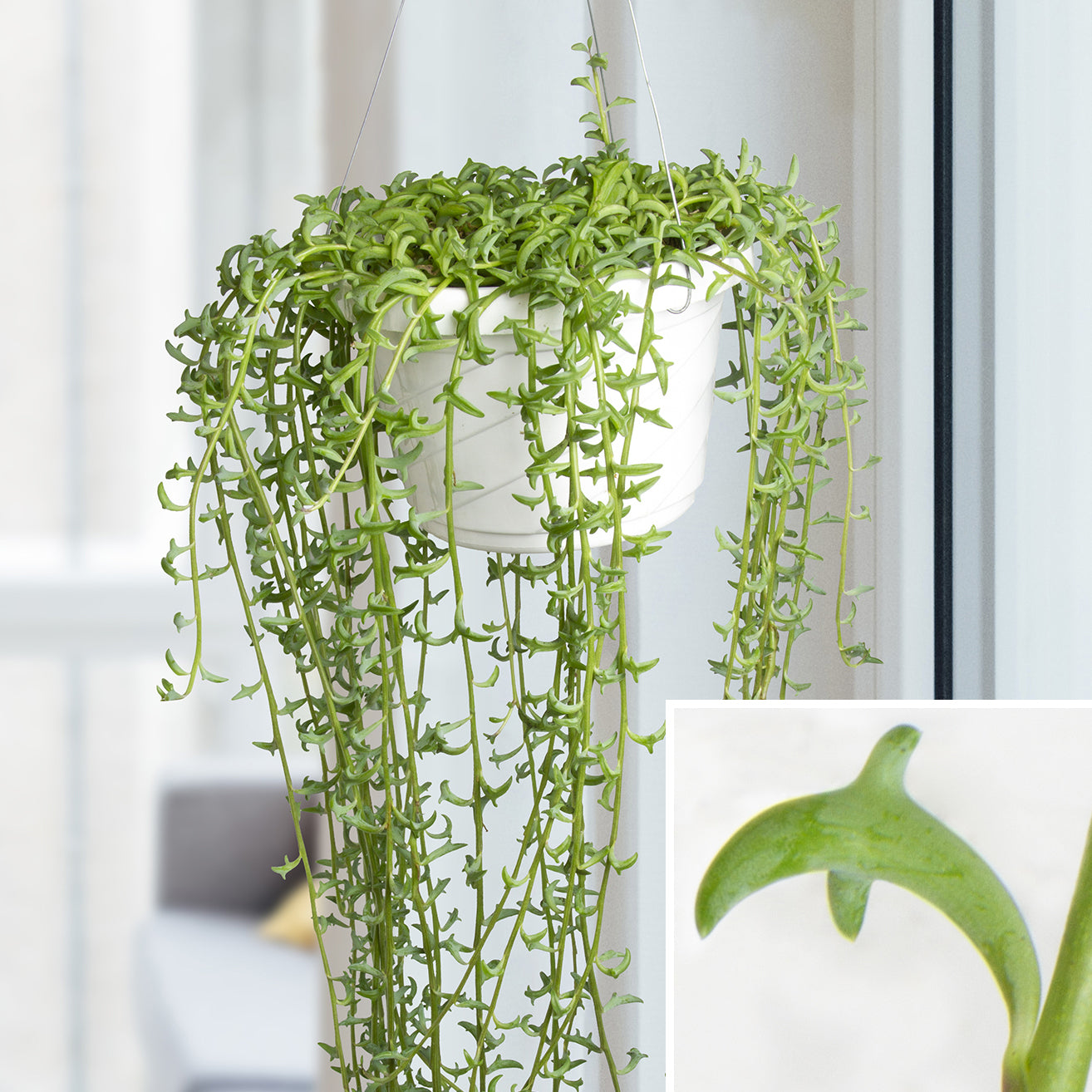 dolphin succulent plant for sale String of Dolphins Senecio For Sale – Logee's Plants