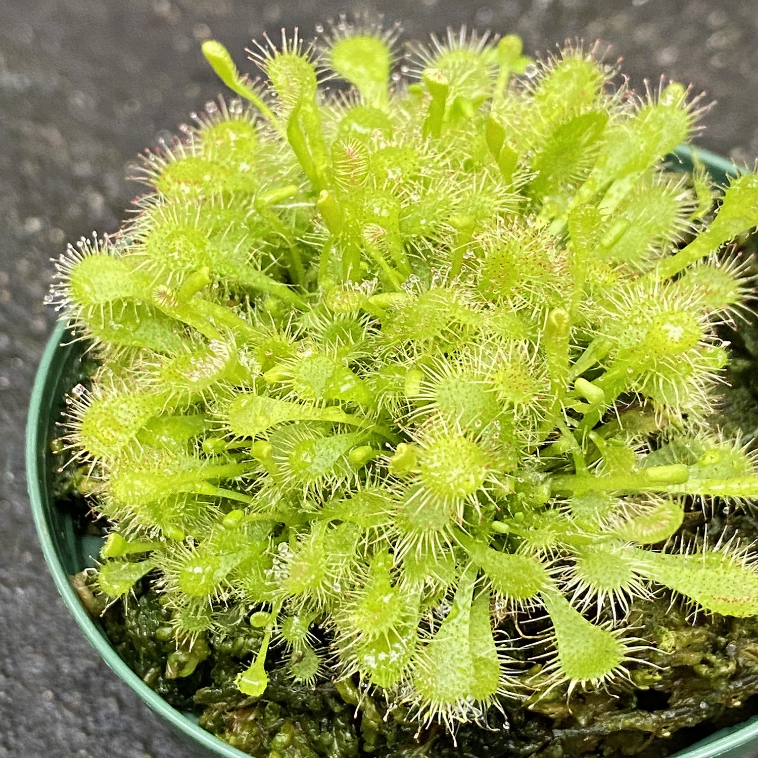 indoor sundew plant Drosera spathulata - Spoonleaf Sundew Plant - 2" Pot