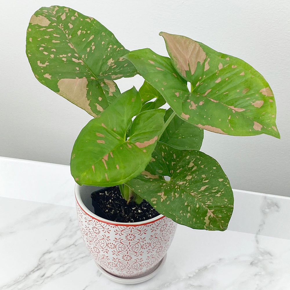 dracaena spathiphyllum ophiopogon trichomanes syngonium Syngonium ‘Pink Splash Allusion’ For Sale – Logee's Plants