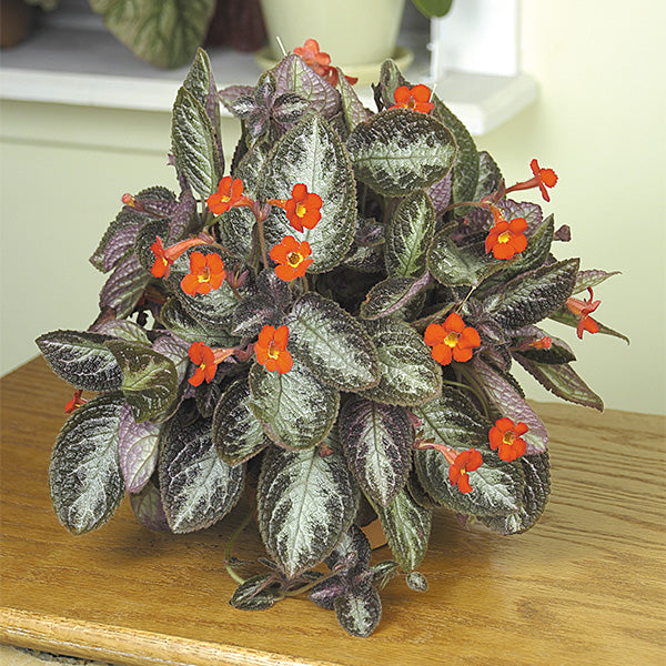 Flame Violet ‘Chocolate Soldier’ (Episcia hybrid)