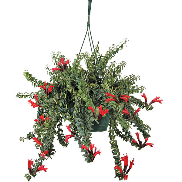 hanging lipstick plant Twisted Lipstick Plant For Sale – Logee's Plants