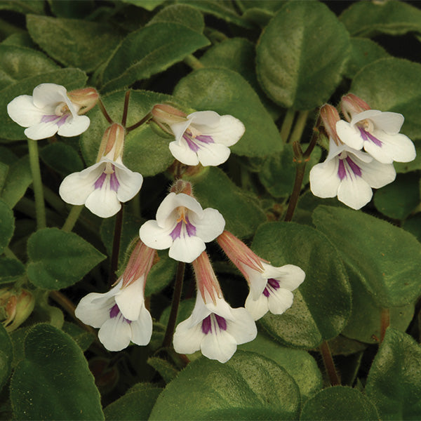 Vietnamese Violet (Primulina tamiana)