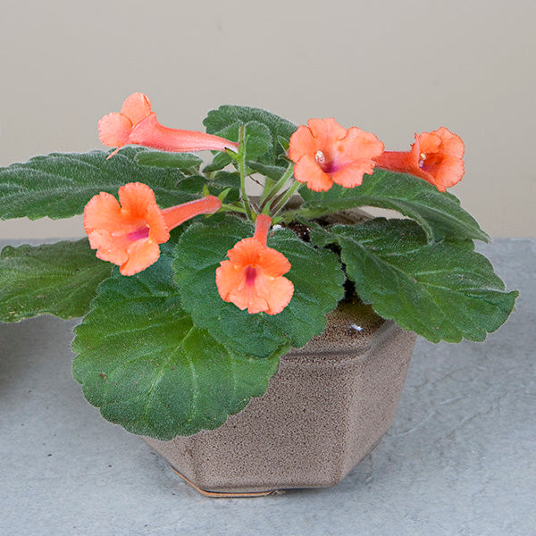 Sinningia ‘High Voltage’ (Sinningia hybrid)