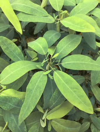 Telegraph Plant (Codariocalyx motorius)