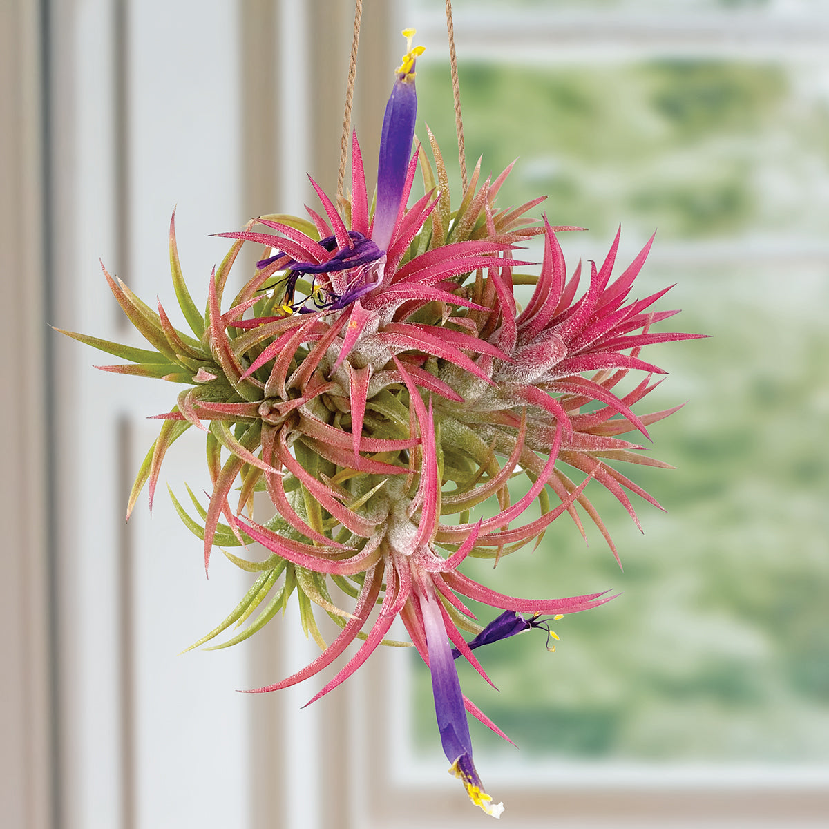 air plant with pink and purple flower Tillandsia Ionantha Air Plant Cluster For Sale – Logee's Plants