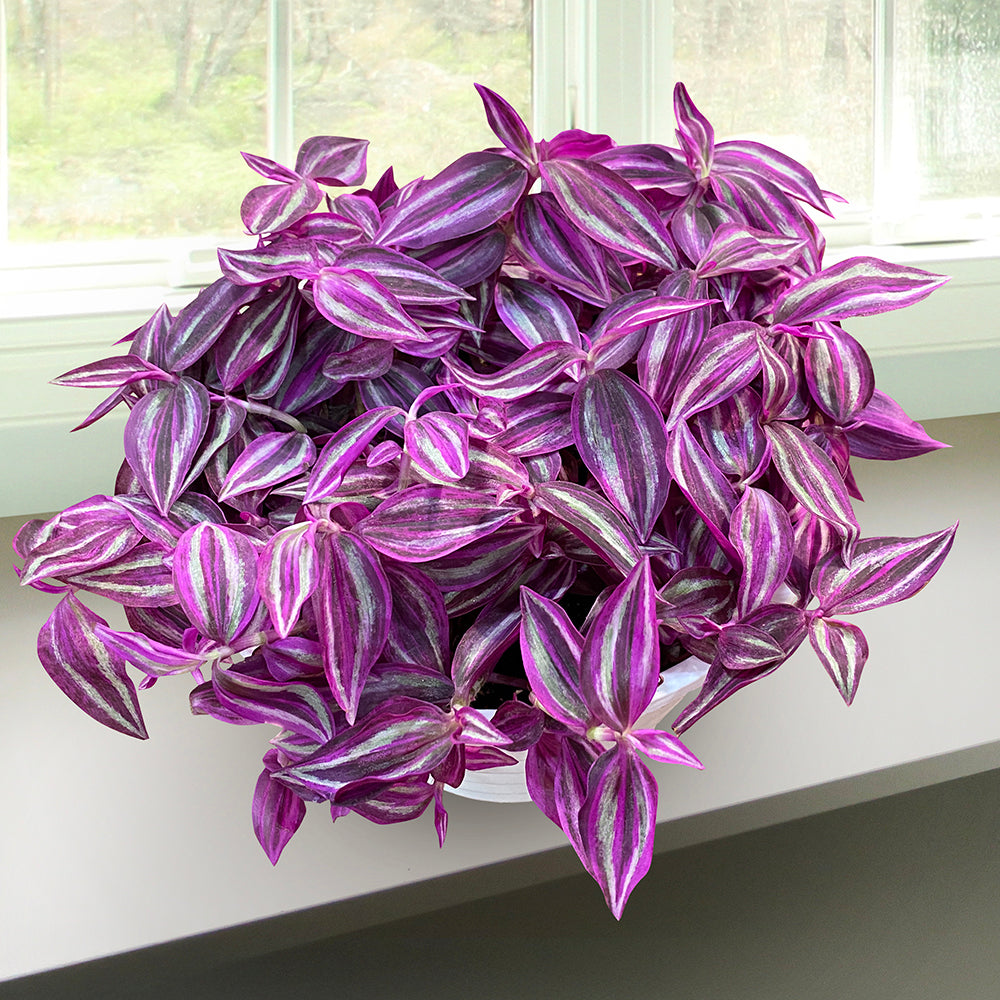 purple leaf vine indoor plant Tradescantia 'Pink Paradise'