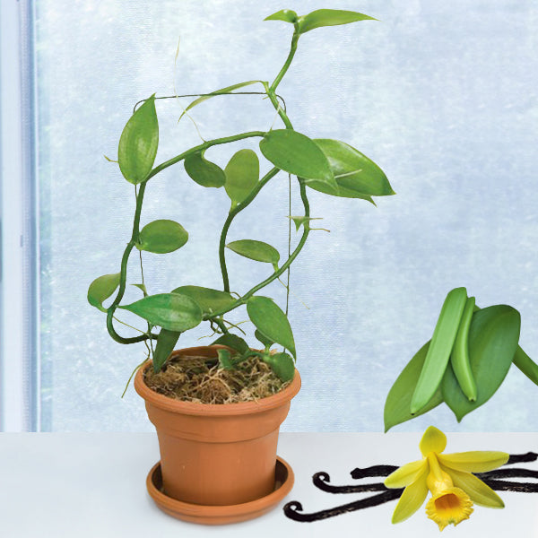 potted vine plants Vanilla Vine Orchid Plant - Vanilla planifolia