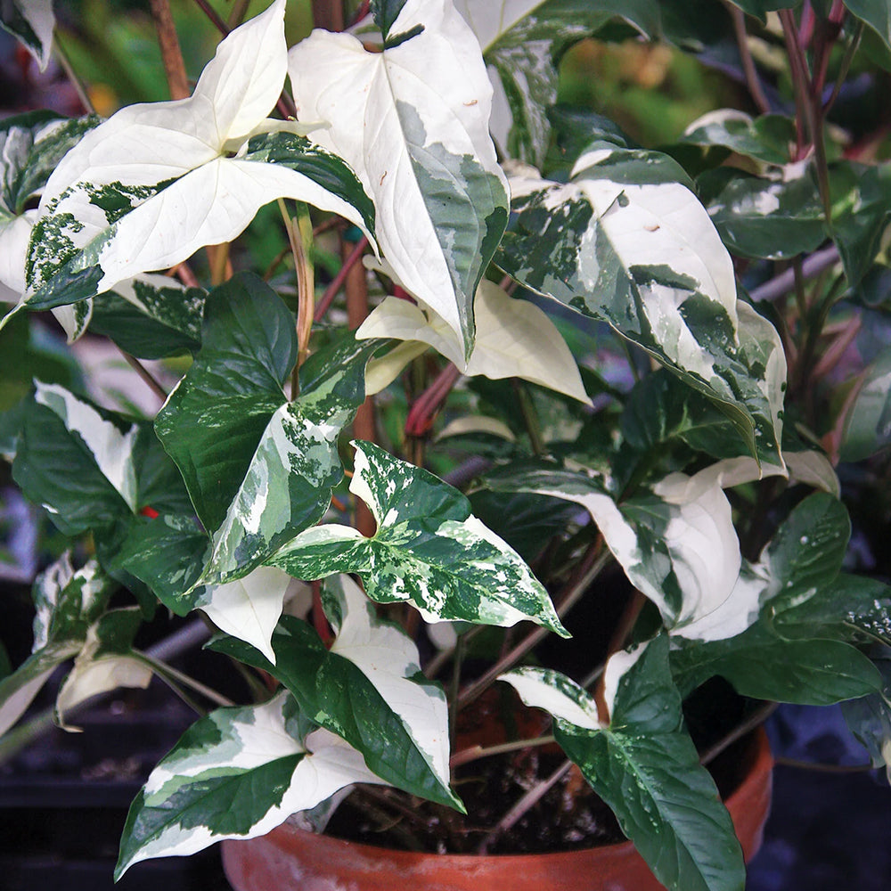 arrowhead hanging plant Syngonium podophyllum albo variegatum - Indoor Plant