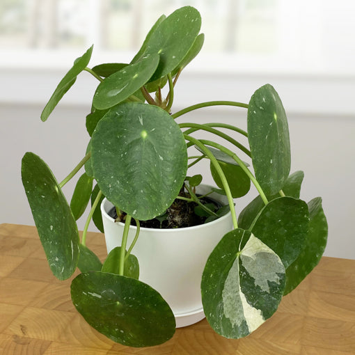 Variegated Chinese Money Plant ‘White Splash’ (Pilea peperomioides hybrid)