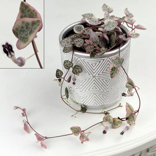 Variegated String of Hearts (Ceropegia woodii ‘Variegata’)