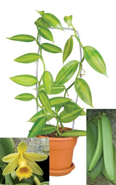 indoor vanilla plant Variegated Vanilla For Sale
