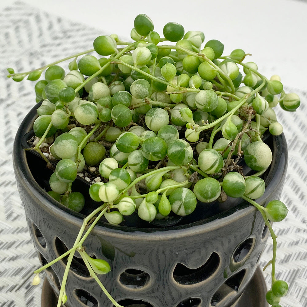 Variegated Bead Plant (Senecio rowleyanus variegata)