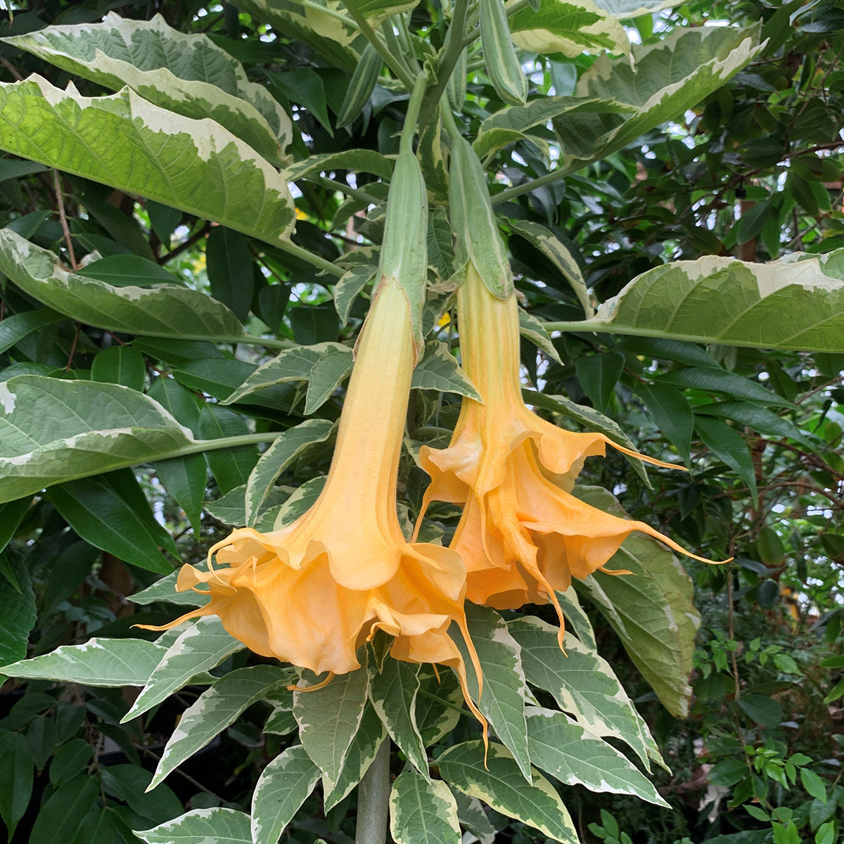 Variegated Angel’s Trumpet ‘Apricot Candy’ (Brugmansia hybrid)