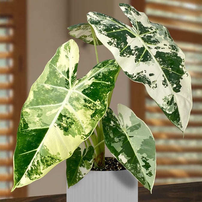 green and white leaf indoor plant Variegated Alocasia Frydek