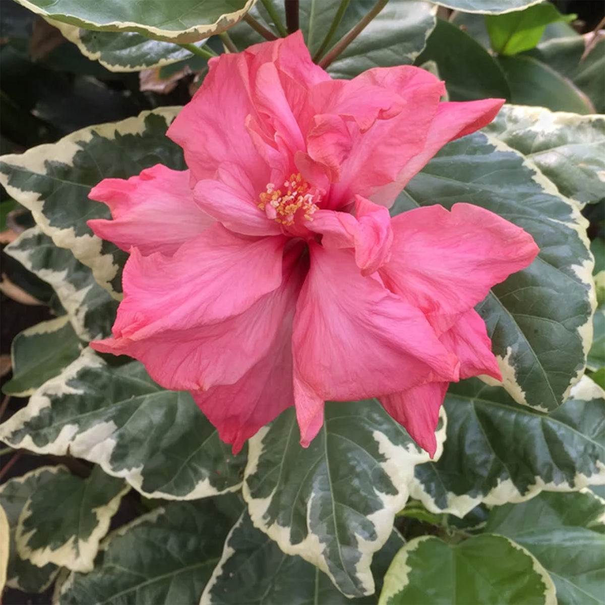 indoor hibiscus plants for sale Variegated Pink Hibiscus For Sale – Logee's Plants