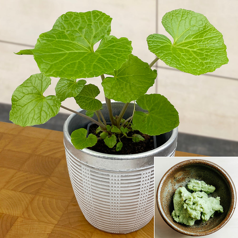 Wasabi plant