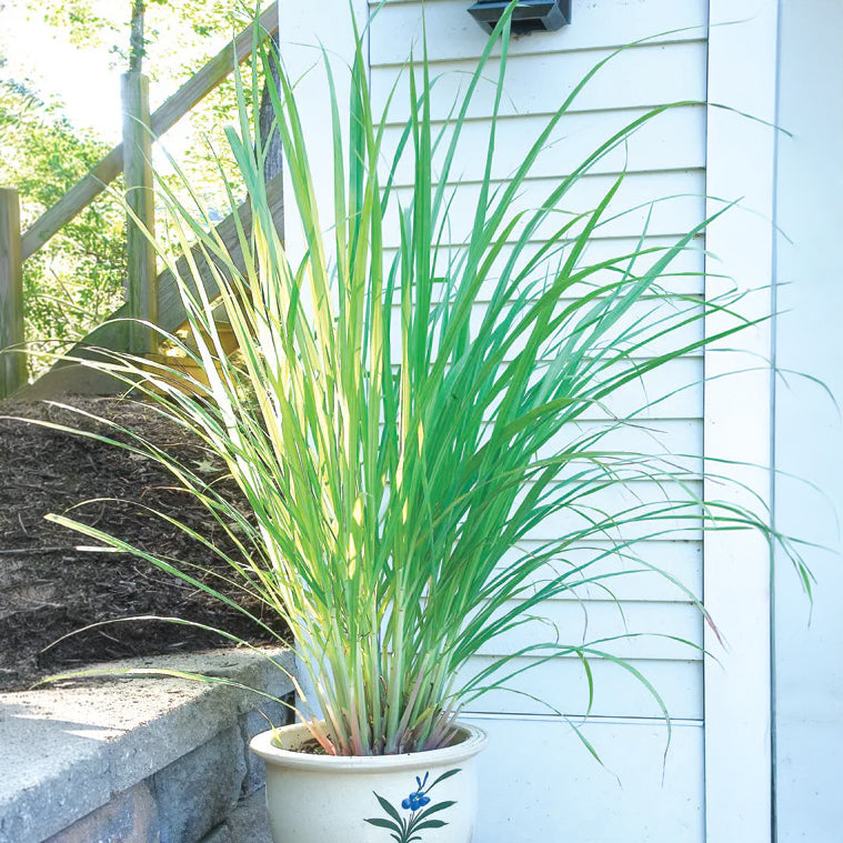 lemon snake plant West Indian Lemon Grass Plant For Sale – Logee's Plants