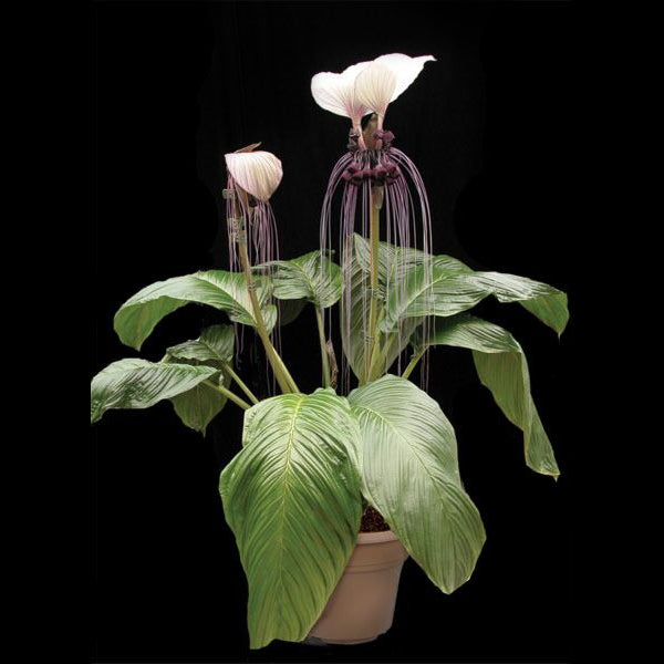 white bat plant seeds White Bat Flower For Sale – Logee's Plants