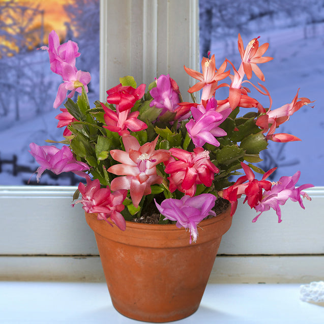 christmas cactus succulent Winter Beauty Holiday Cactus Collection For Sale – Logee's Plants