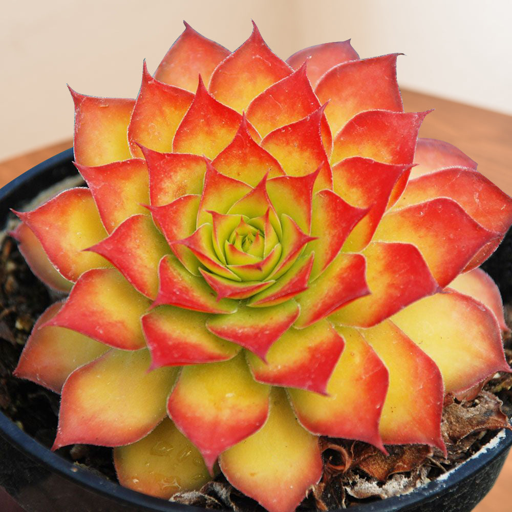 gold succulent plant Hens & Chicks Chick Charms® 'Gold Nugget' PP For Sale – Logee's Plants