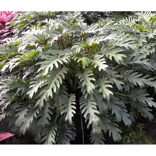 Philodendron ‘Xanadu’ (Philodendron hybrid)