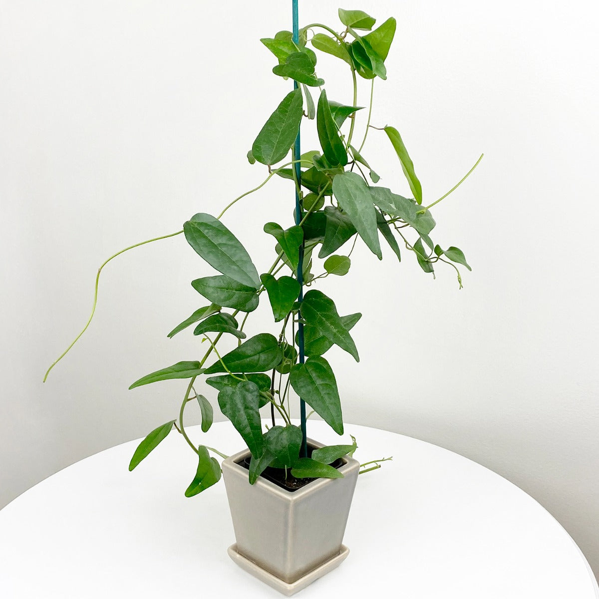 Yanang Grass Jelly Vine (Tiliacora triandra)