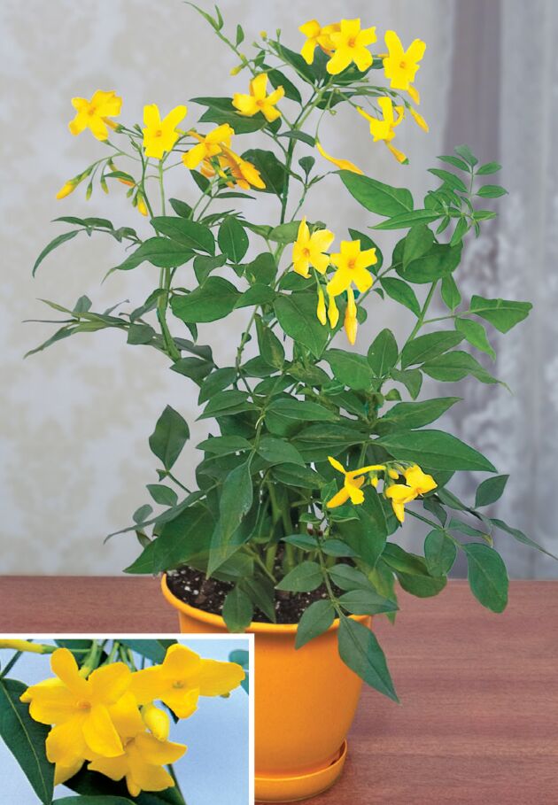 plant in yellow pot Yellow Jasmine 'Revolutum' For Sale – Logee's Plants